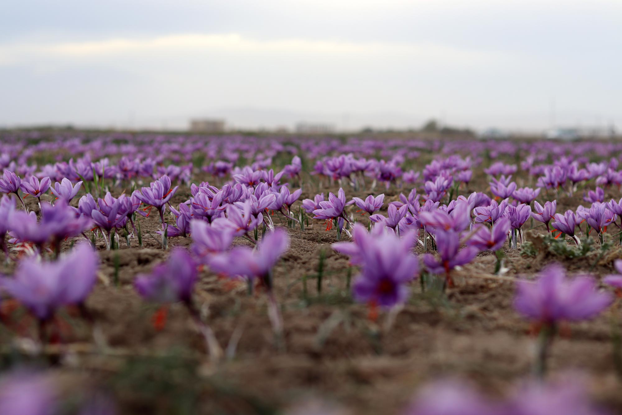 Zartar Sorkh Saffron Farm