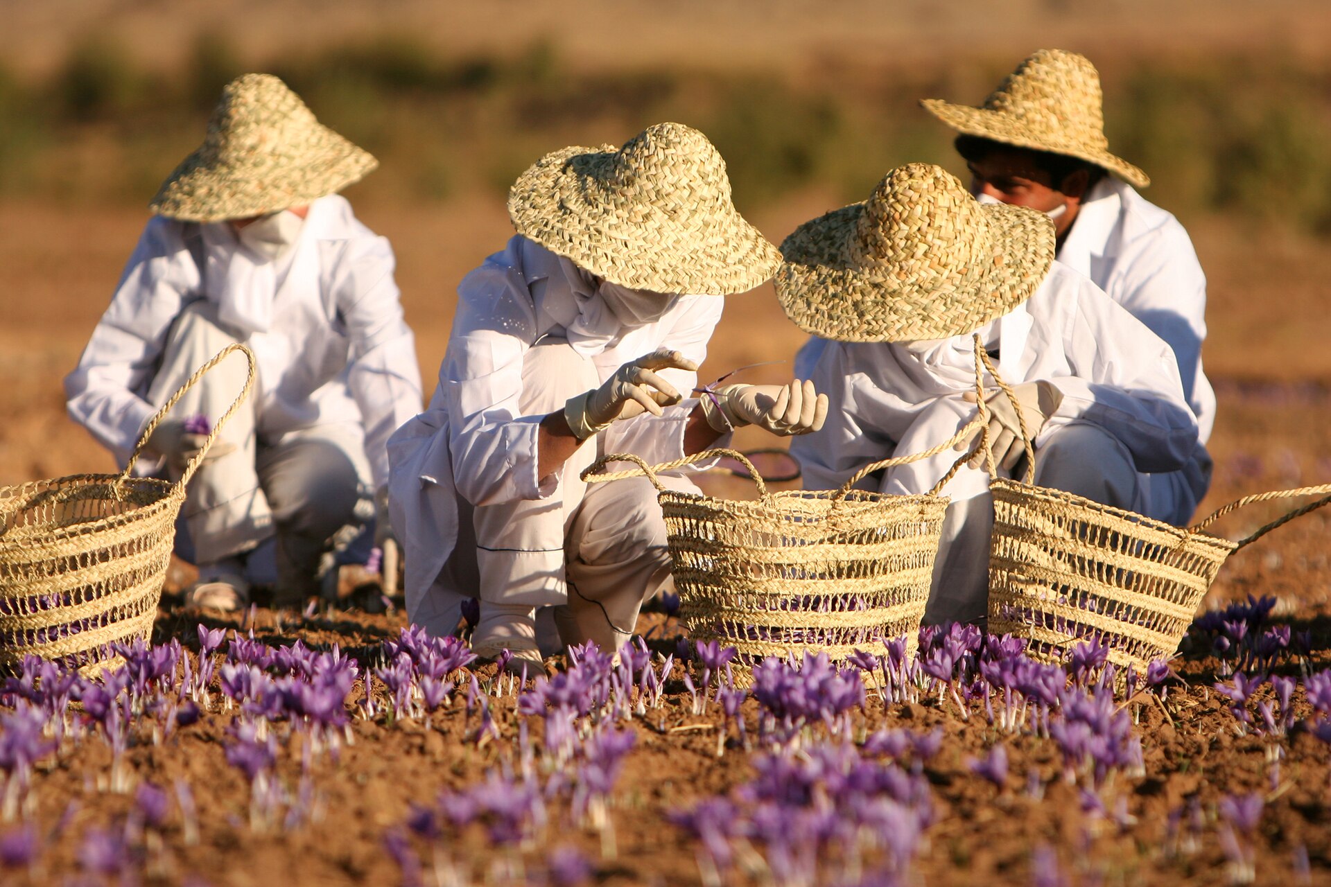 Saffron Farm